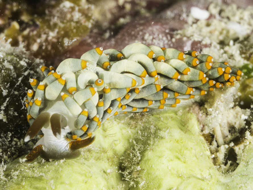 Trinchesia sp. 15